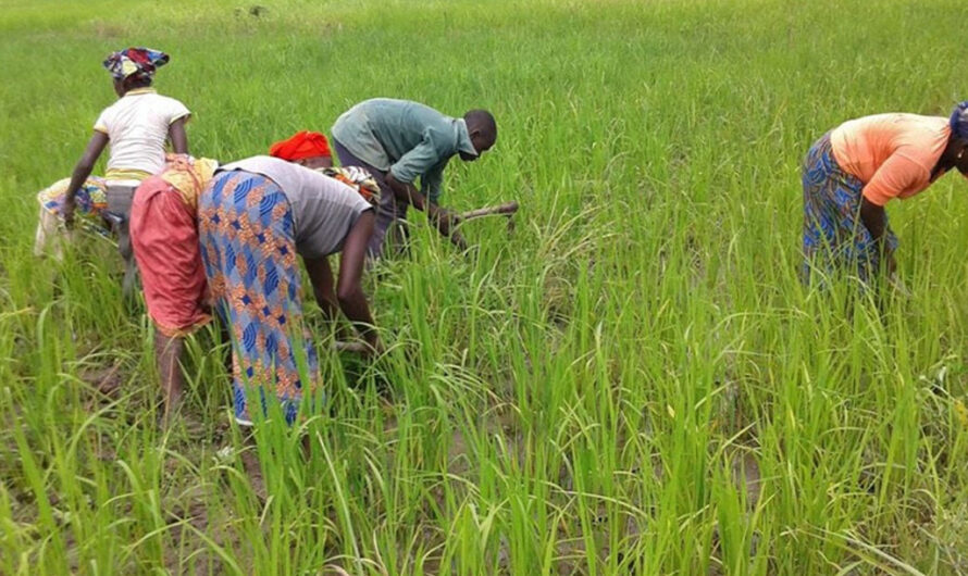 Mali – OCP Africa : Une coopération prometteuse pour le secteur agricole