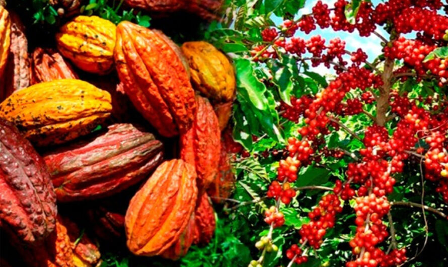 Togo : Engagement des autorités à soutenir les producteurs de Café et Cacao et à lutter contre la contrebande.