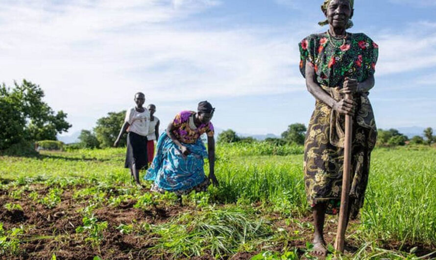 Togo : RNA-5, Une étape décisive pour transformer le secteur agricole du pays.