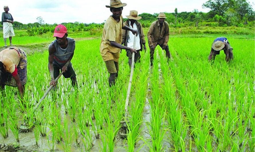 Togo : ProMAT, un programme ambitieux pour transformer l’agriculture du pays à l’horizon 2034.