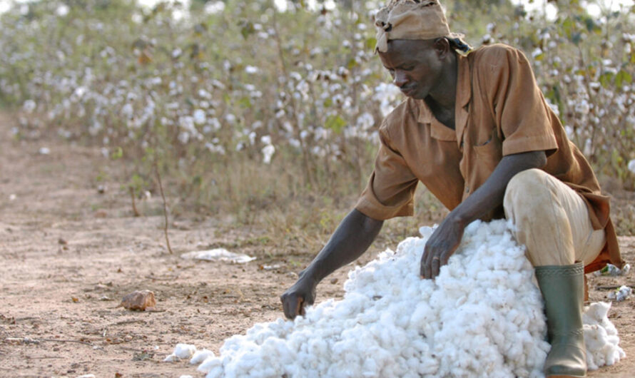 Burkina Faso : Un financement stratégique de 106 millions d’euros pour dynamiser la filière coton.